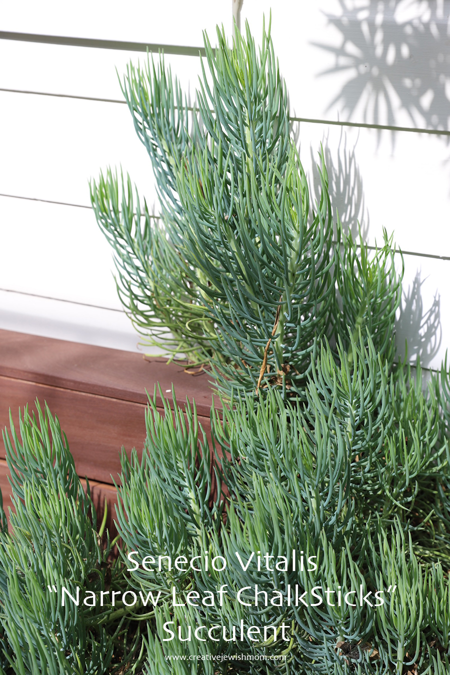 Narrow-leaf Chalksticks, Senecio Vitalis Makes A Great Bedding Plant