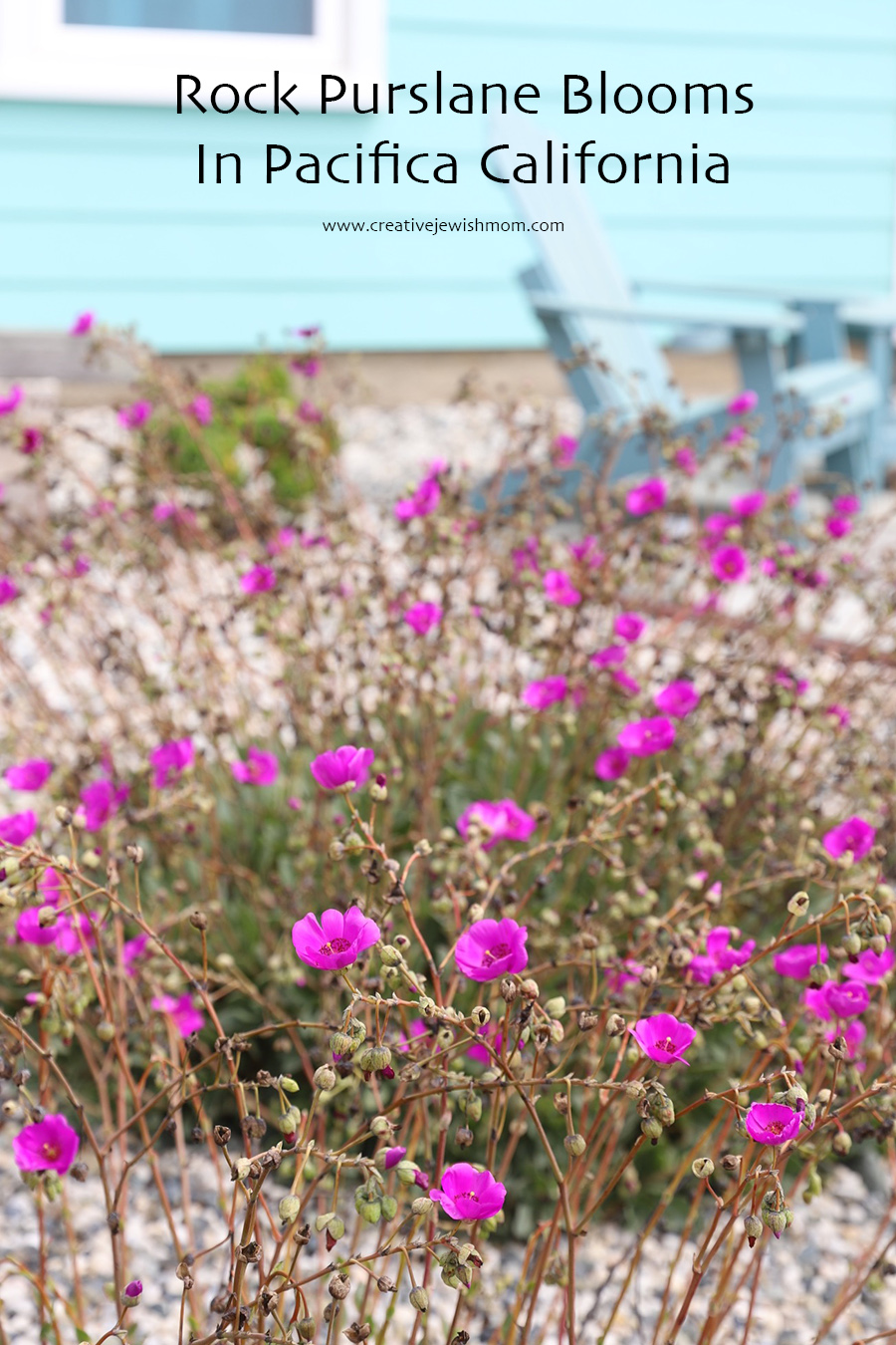 An Amazing Succulent: Rock Purslane