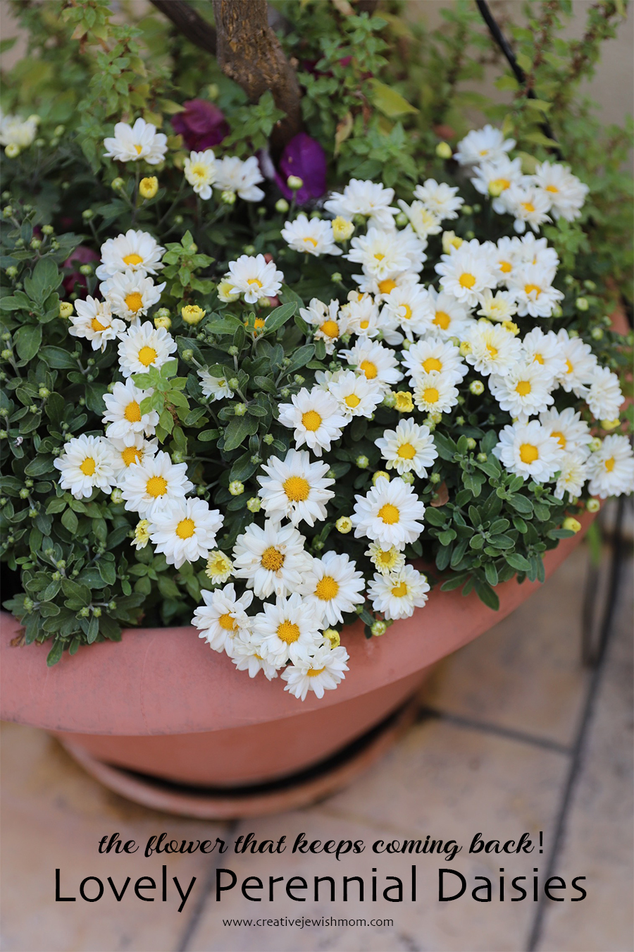 White Daisies That Fill Containers Year After Year!