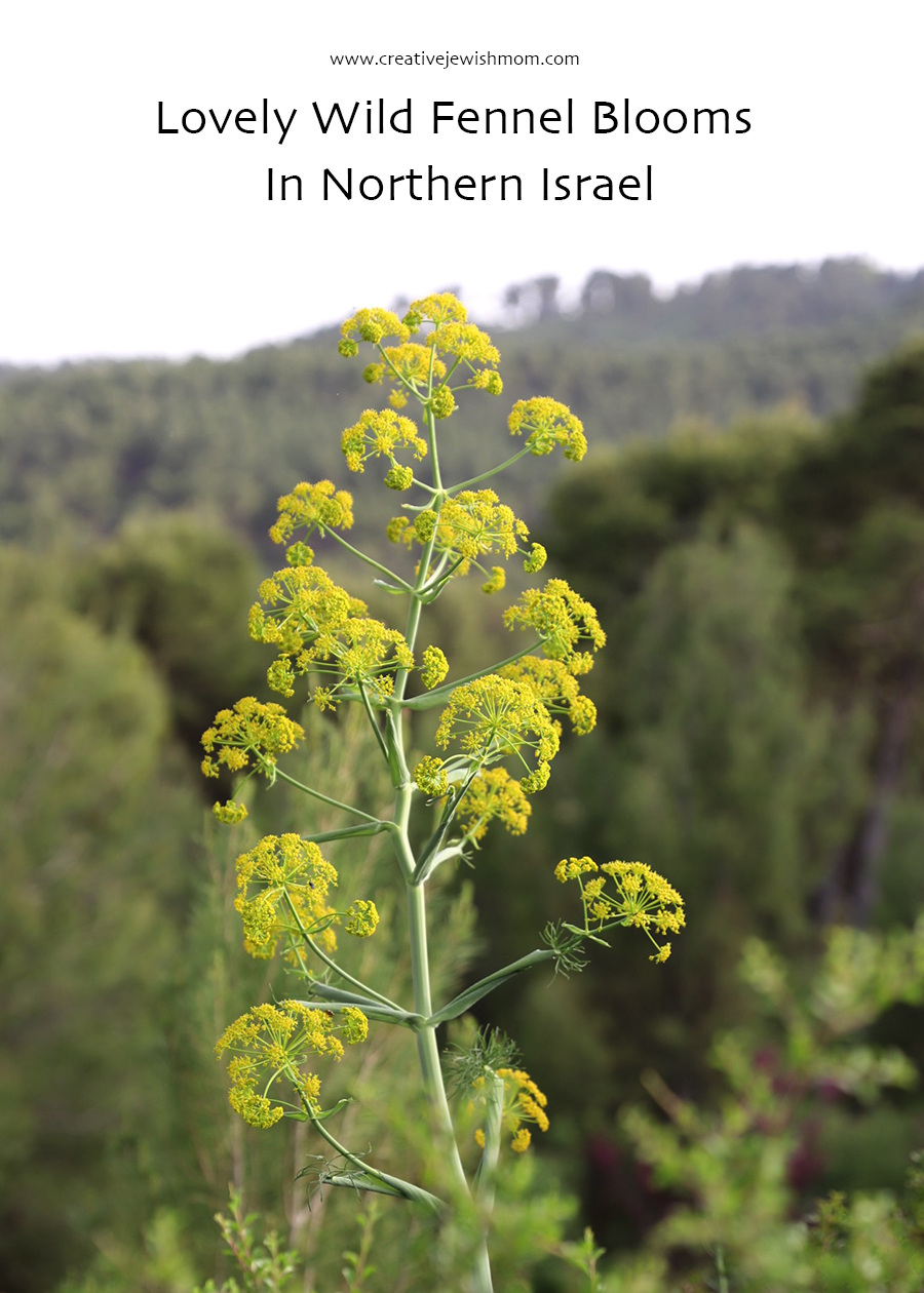 Giant Fennel In Bloom in Northern israel