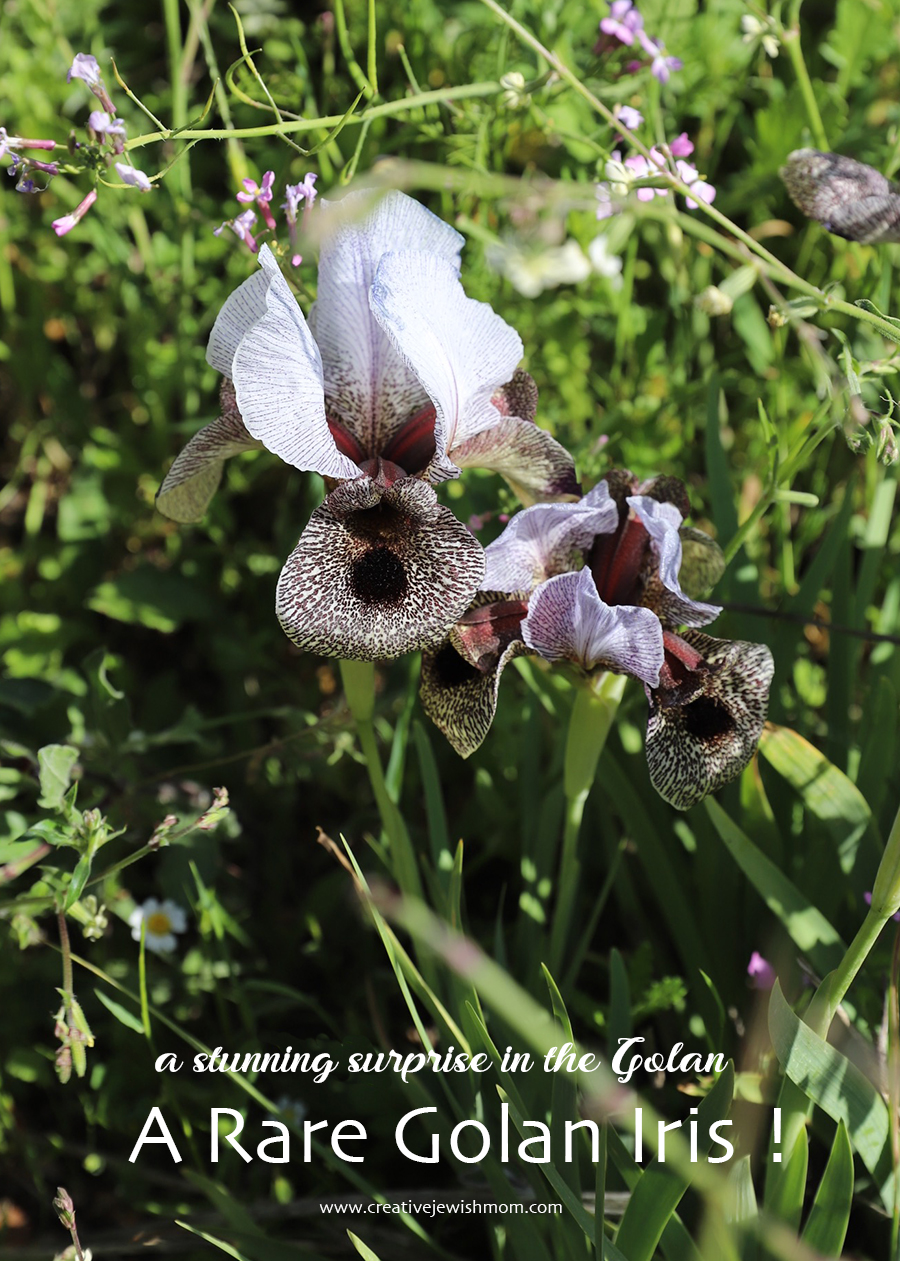We Spotted The Rare Golan Iris, In The Golan!