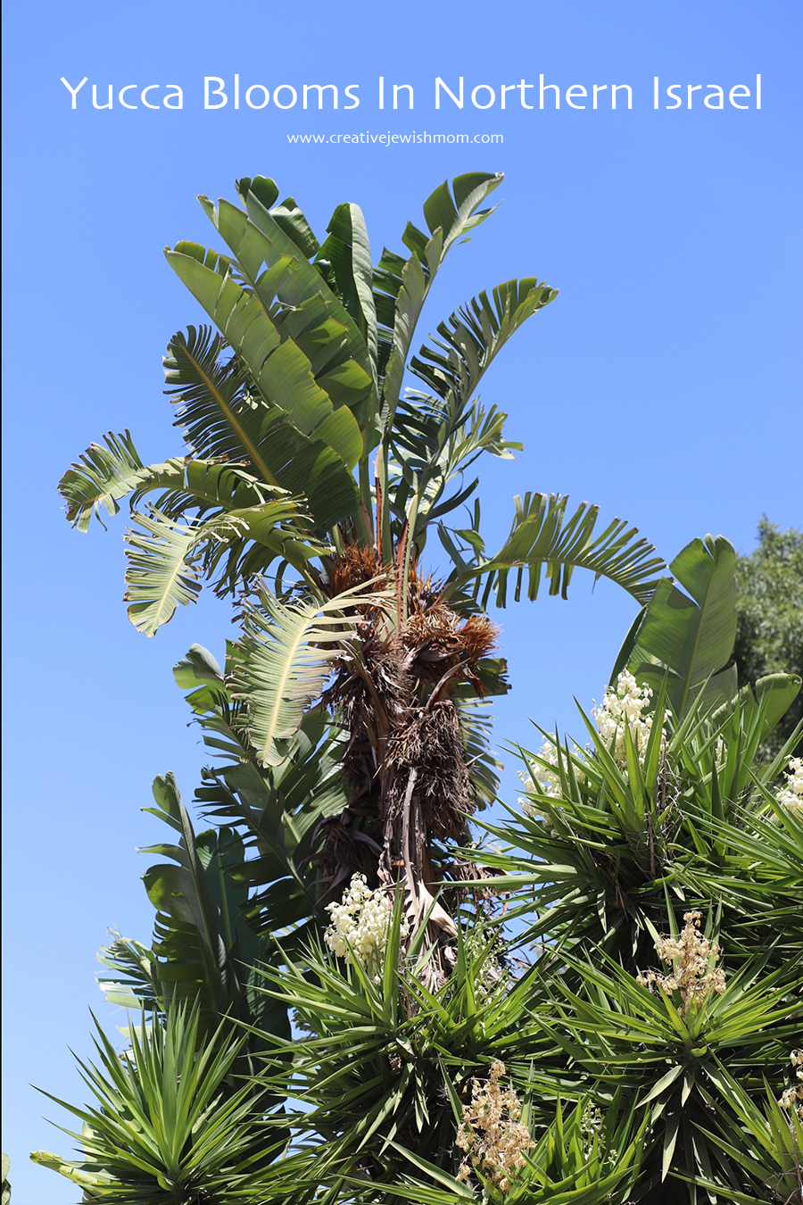 Yucca Blooms In Northern Israel