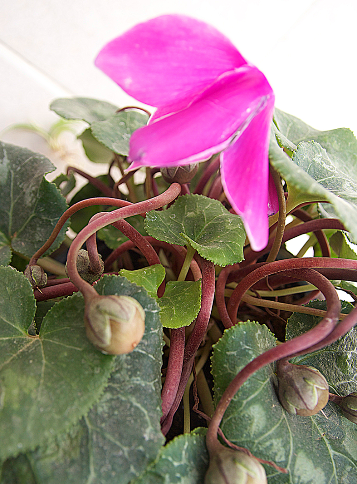 Collecting Seed Pods From Cyclamen And Other Flowering Plants