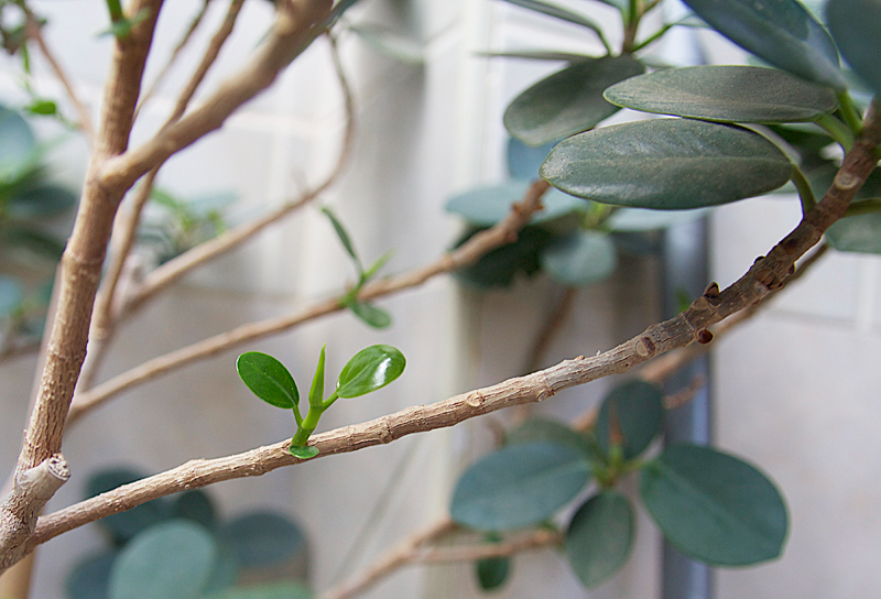New Hope For A Very Bare Ficus (On Account Of Unconditional Love?)
