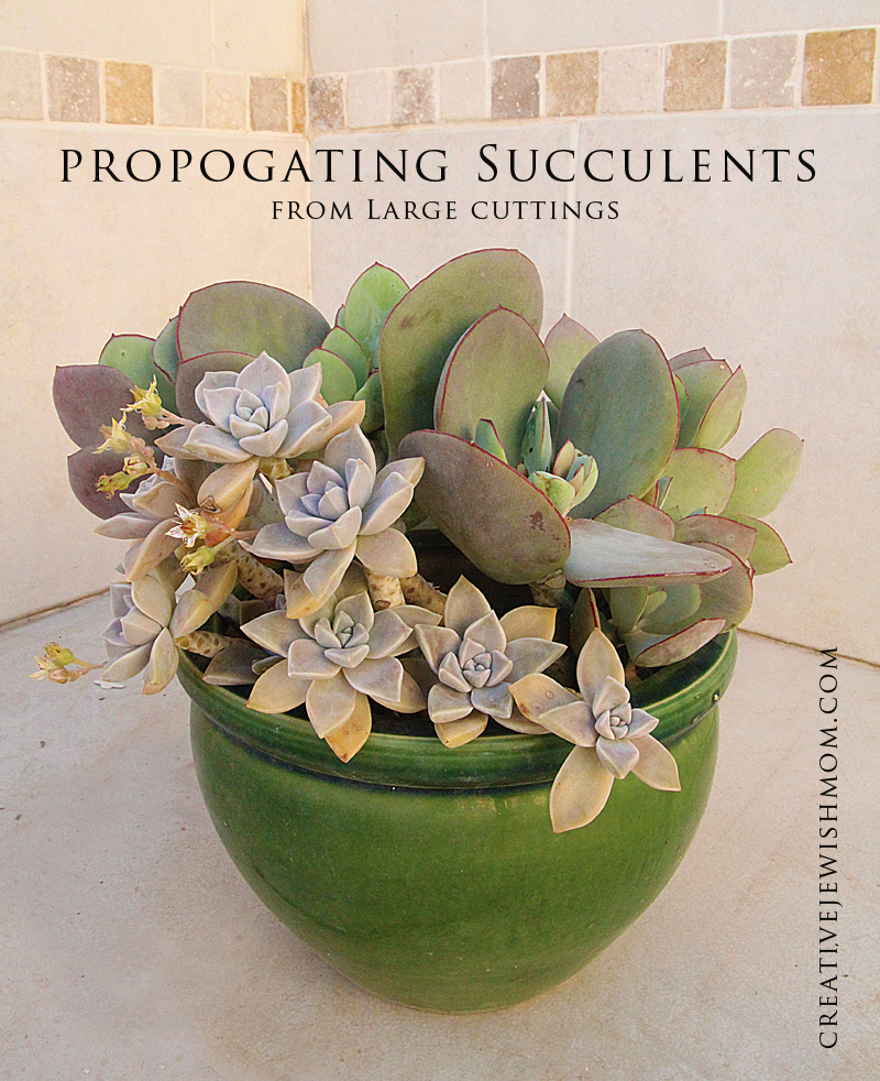 Propogating Succulents From Large Cuttings With Great Results!