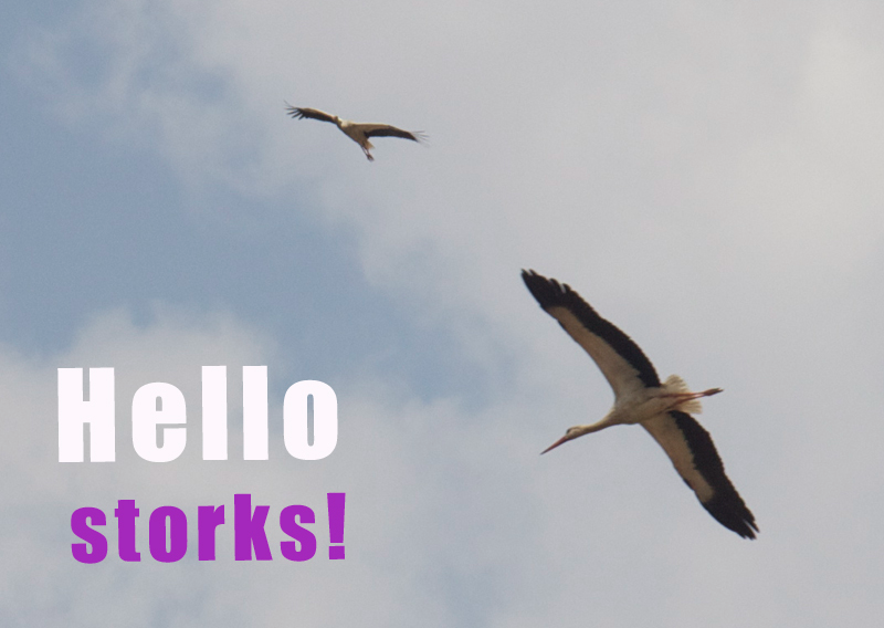 Hello Again White Storks, Thanks For Stopping By!