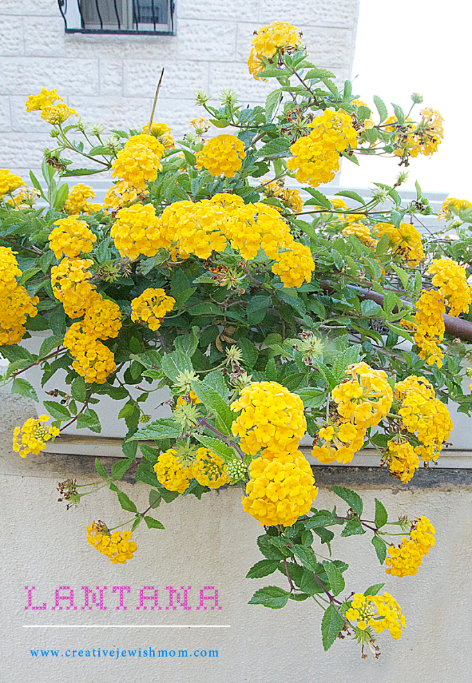 Flowers In My Container Garden!