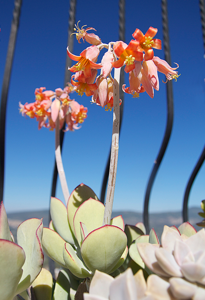 Amazing Blooming Succulent: Cotyledon Orbiculata!