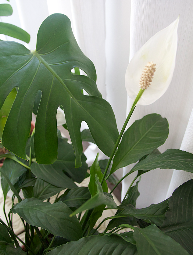 Peace Lily In Bloom And Neighbors At War