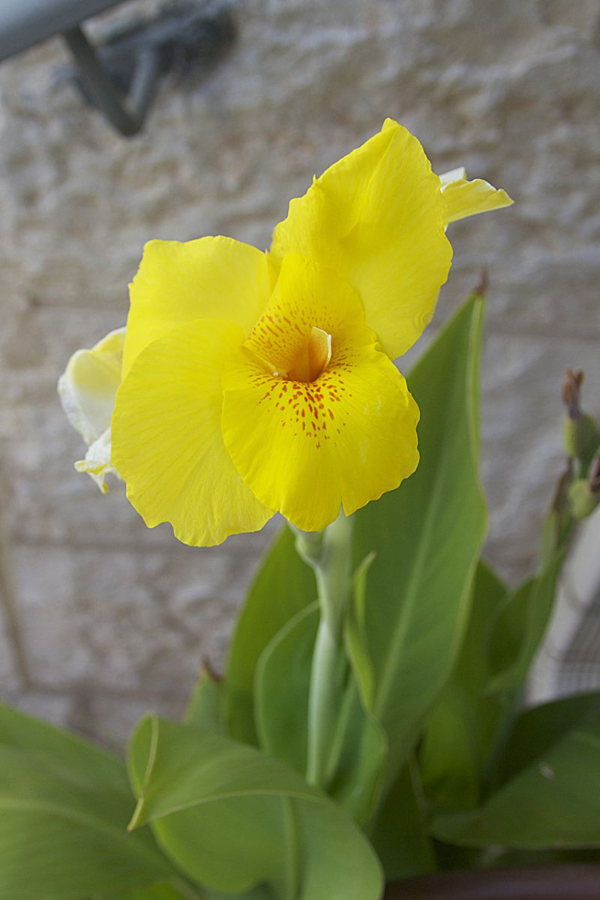 Surprises In The Container Garden In July!
