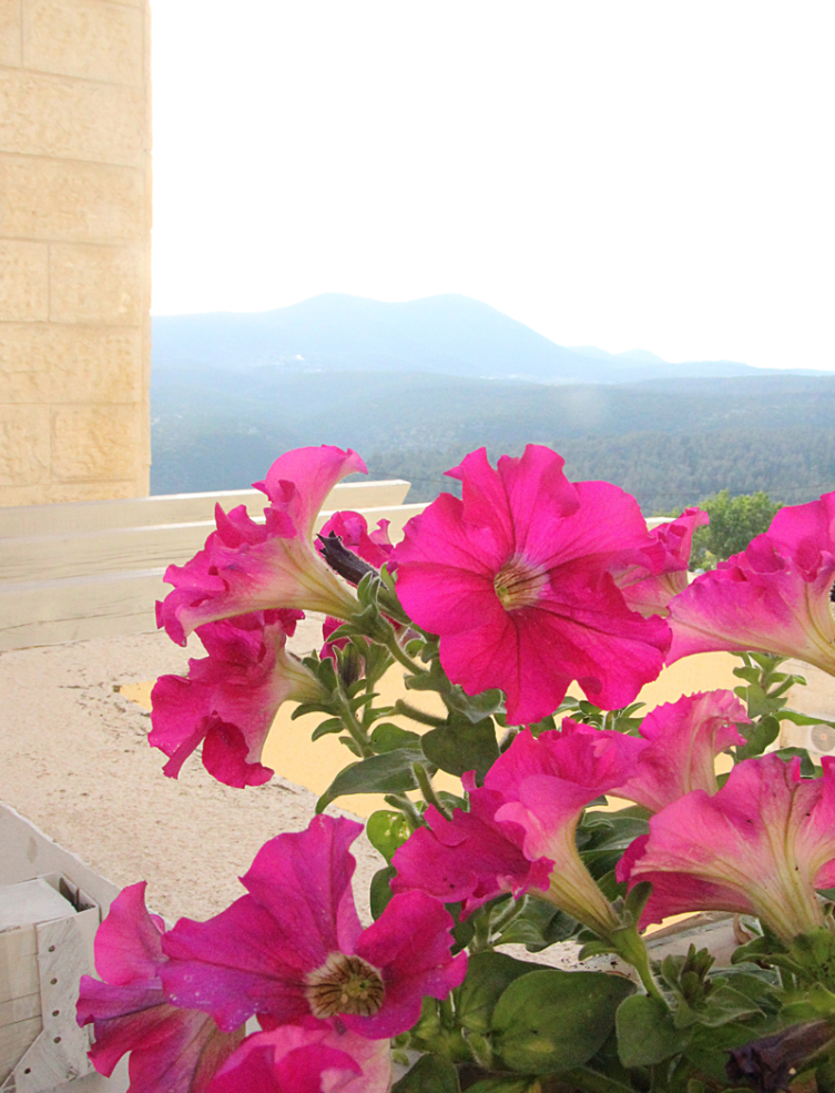 Petunias Petunias (And Calibrachoa) Everywhere, In The Container Garden!