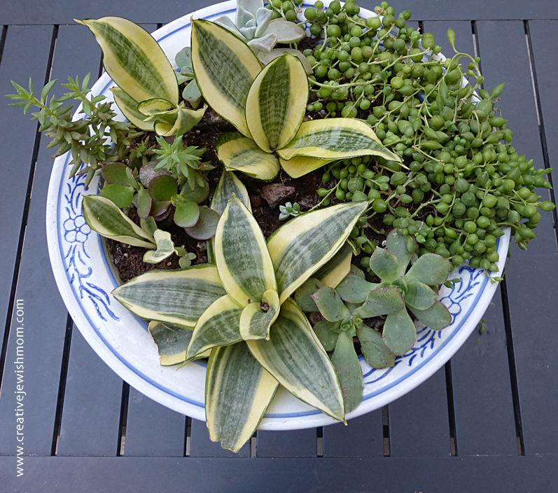 An Assortment Of Succulents Looks Great In A Single Pot!