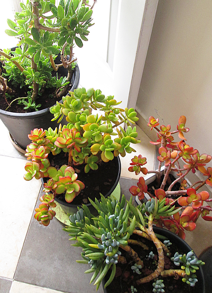 A Forecast Of Snow Or Even Frost? Move Those Precious Succulents Indoors!