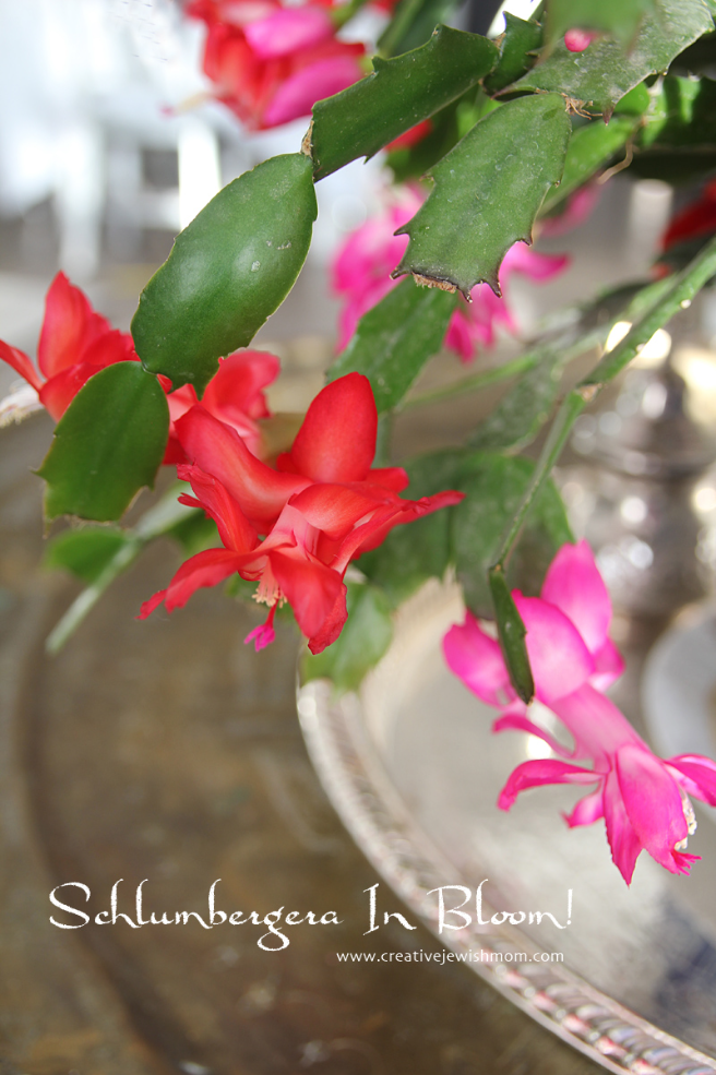 Stunning Schlumbergera In Bloom!