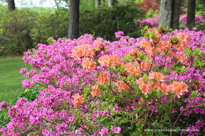 Gorgeous Flowering Bushes In Connecticut!