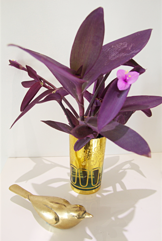 Propogating Purple Heart From Cuttings, So Simple!