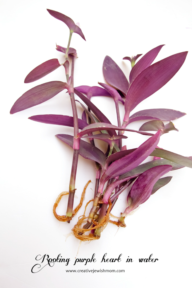 Rooting Cuttings In Water: Purple Heart