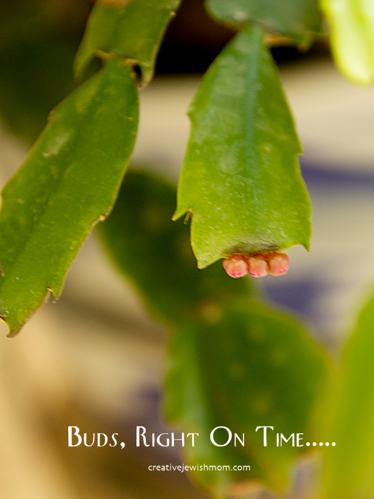 Schlumbergera (xmas cactus, hanukkah cactus) Buds Now In Stock!