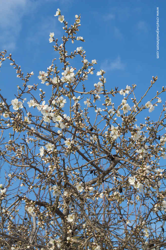 First Almond Blossoms On Rosh Chodesh Adar!