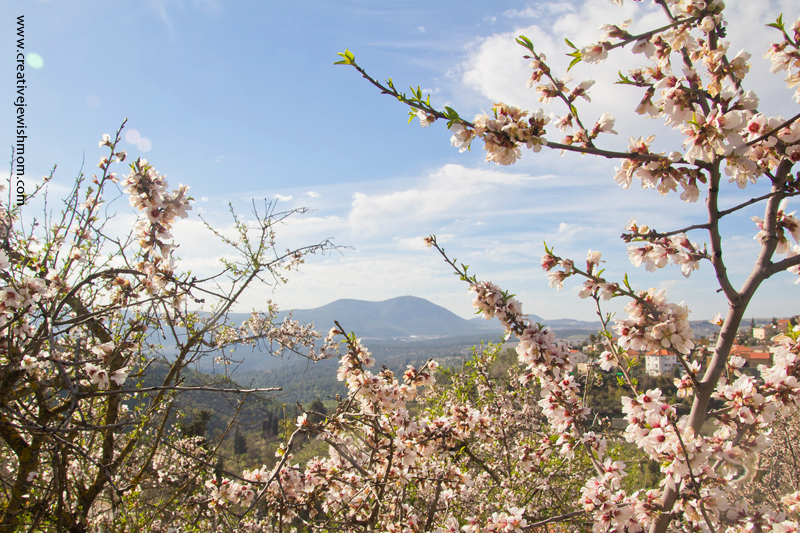 Almond Trees In Bloom In The Holy City Of Tsfat