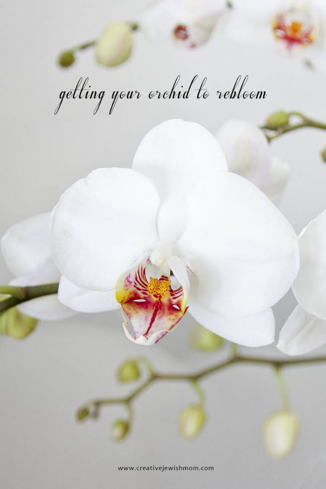 Getting Your Orchid To Rebloom, Up Close And In Person!