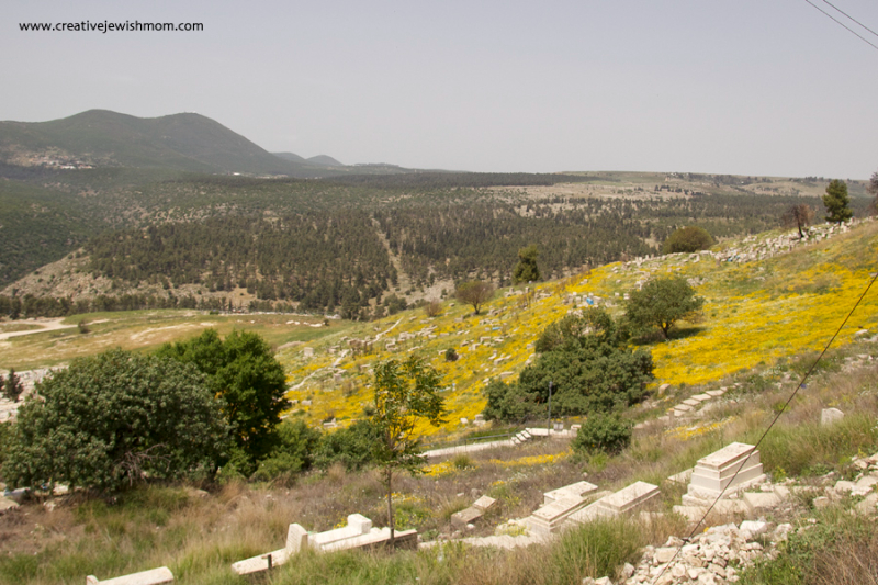 The Ancient Cemetary Of Safed Covered In Yellow Wild Flowers