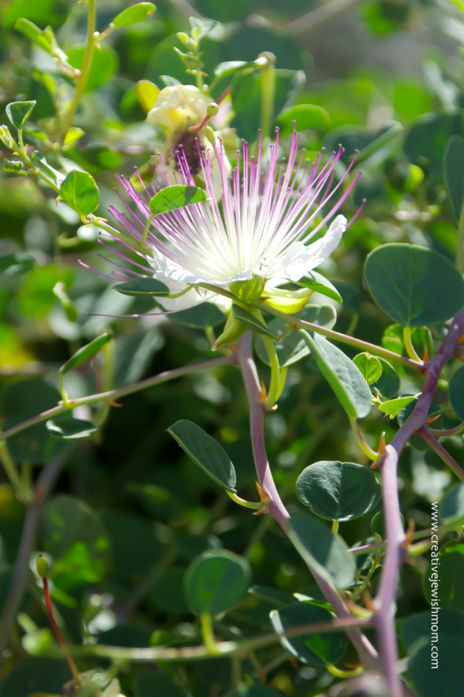 The Thorny Caper Weed Now In Bloom Leads To An Interesting Discovery!