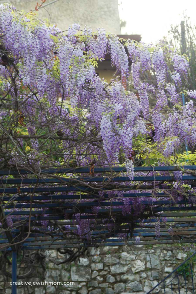 Early Spring Is Alive With Blossoms in Northern Israel