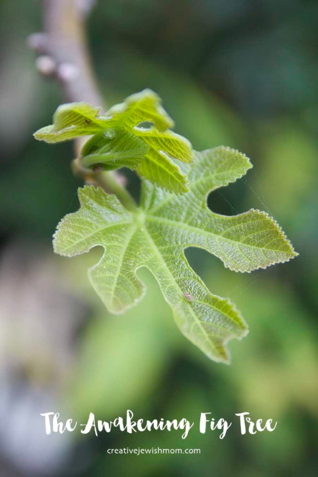 The Fig Tree Awakens With Tiny Leaves And Fruit In Northern Israel