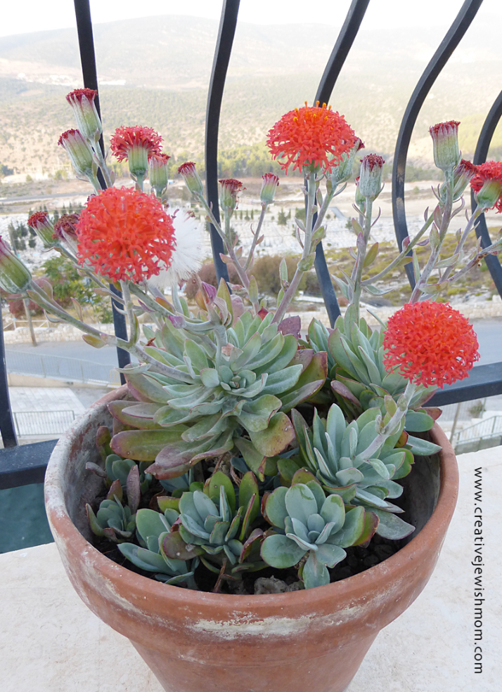 Fall In My Container Garden In Northern Israel