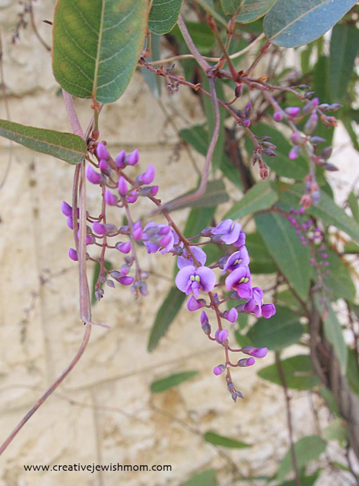 Hardenbergia Vine In Bloom!