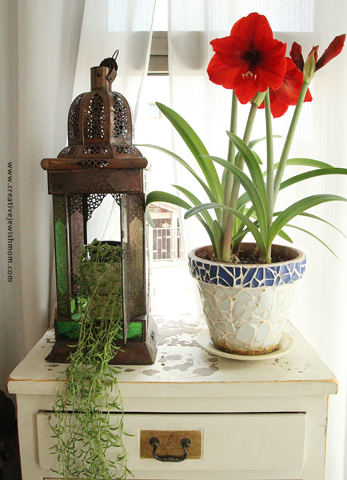 Potted Amaryllis in Bloom!