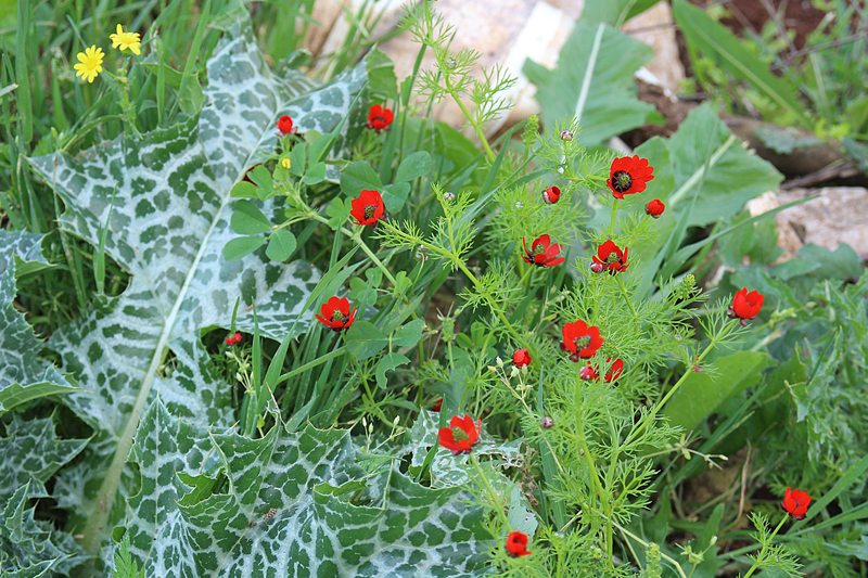 Wildflowers In Northern Israel Are Delightful!