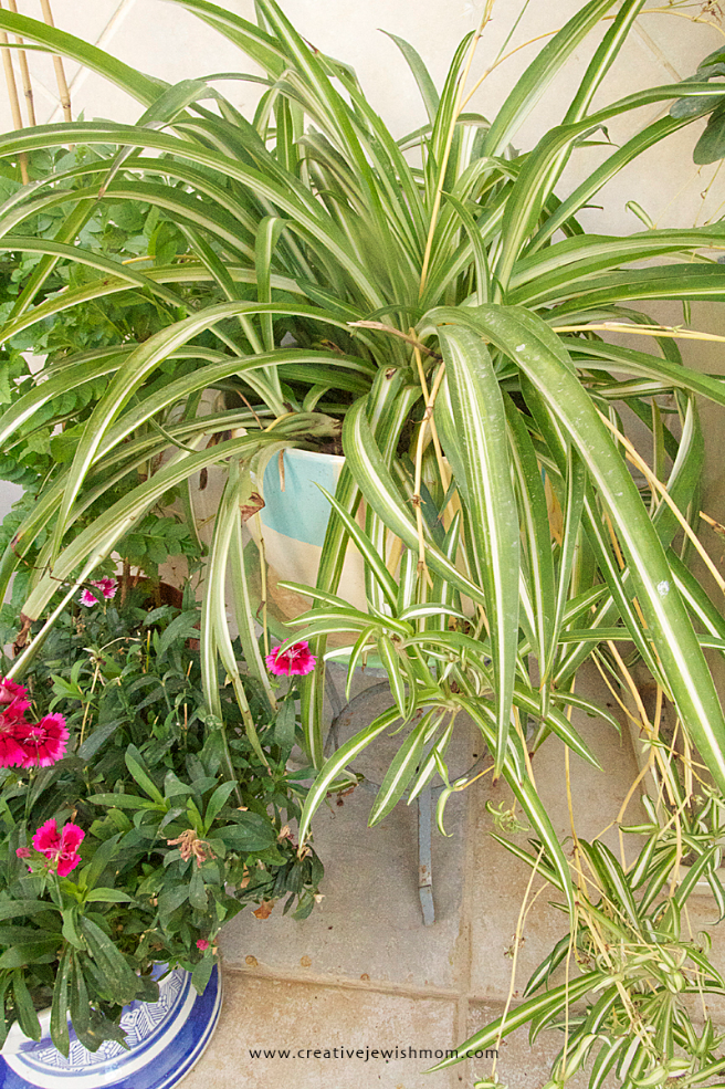 Propagating And Caring For Spider Plants, A Cycle That Keeps Repeating Itself!
