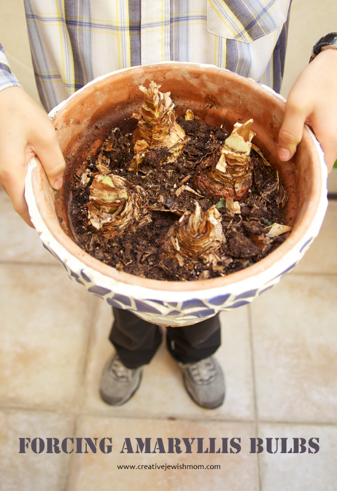 Forcing Amaryllis Bulbs In Pots Year After Year After Year!