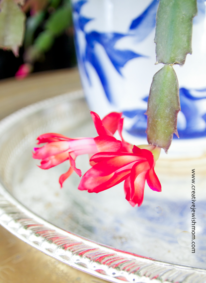The First Blooms Of My Schlumbergera!