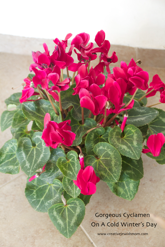 Droopy Cyclamen? Add Water!