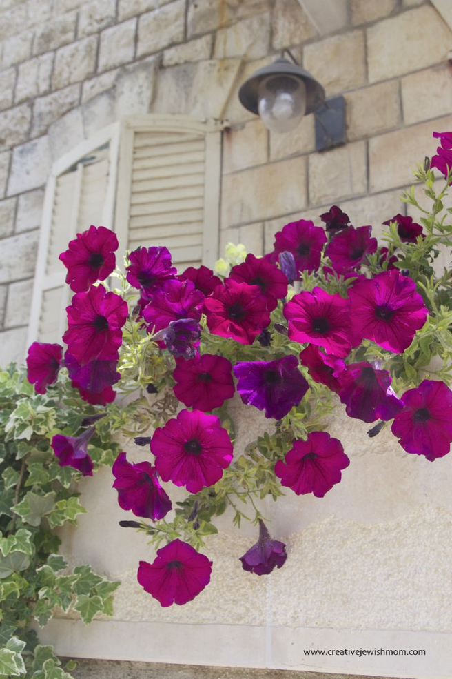 A Lovely Wall Top Container Garden With Wow Factor!