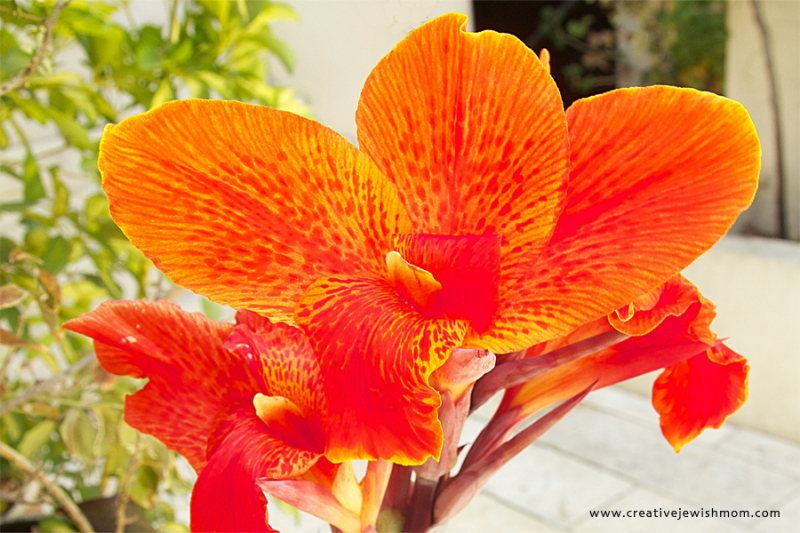 Red Canna In Bloom In My Container Garden!