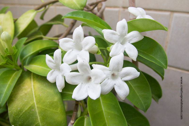 Fragrant Stephanoitis Vine in Bloom!