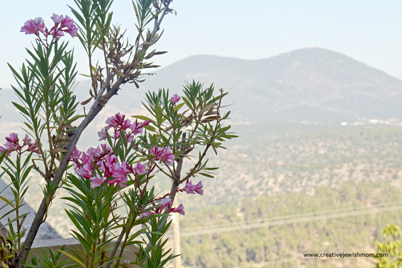 Oleander Is A Hardy Bush With Lovely Blooms!