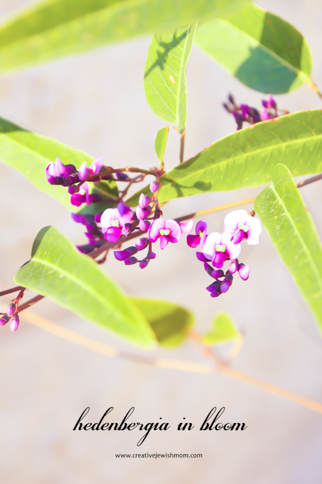 Hedenbergia Vine In Bloom, On The Late Side…..
