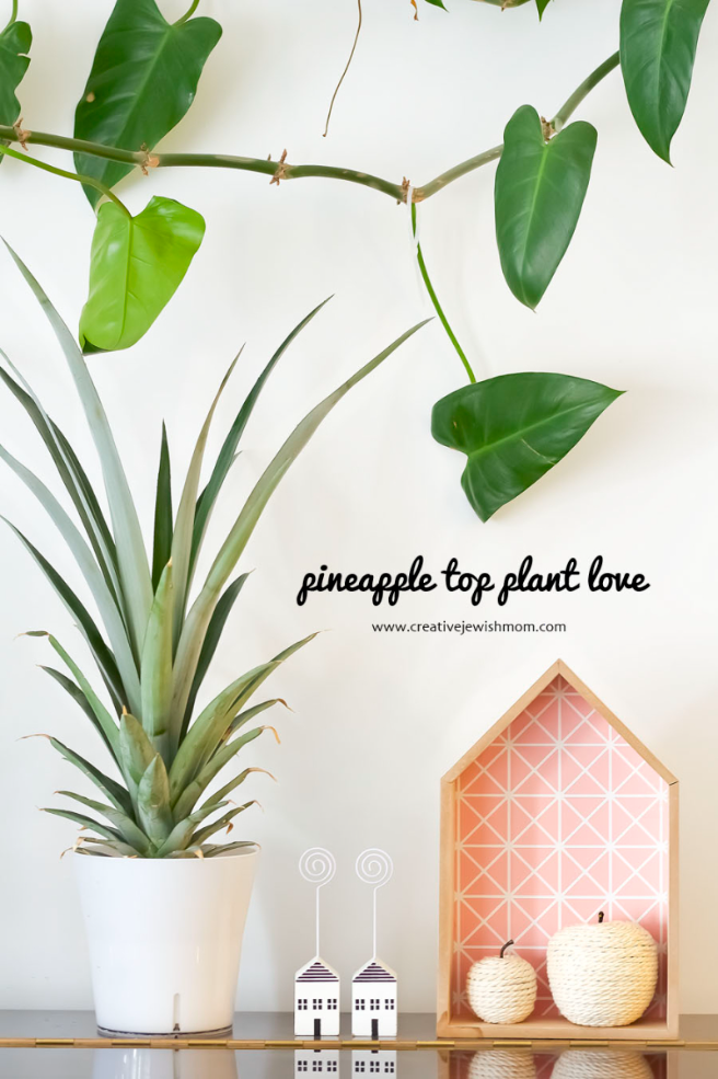 How To Make A Houseplant From A Pineapple Top