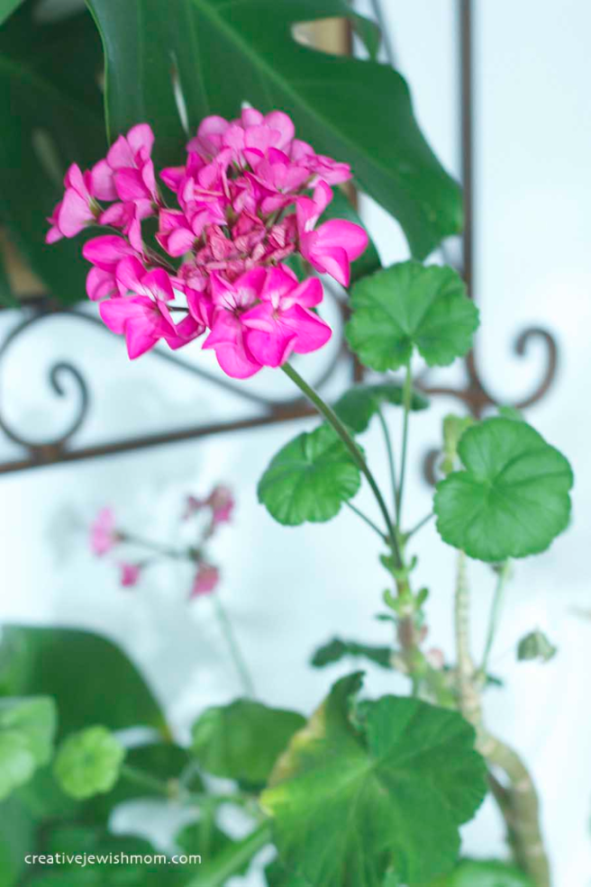 Geranium Cuttings Will Bloom When Grown In Water!