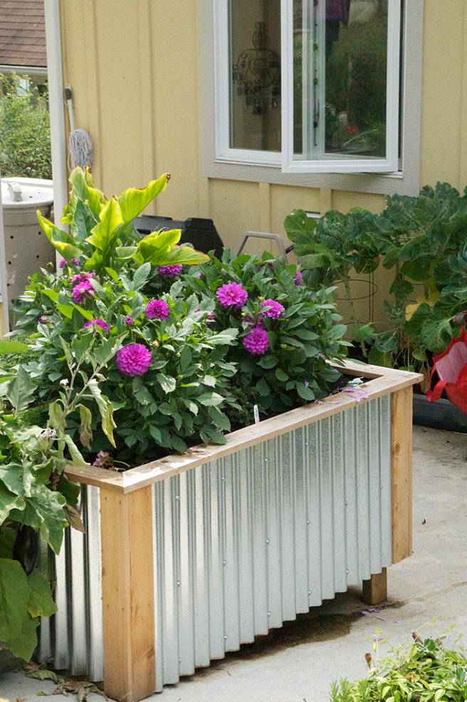 Raised Garden Beds With Corrugated Metal Siding On The Sunshine Coast, BC