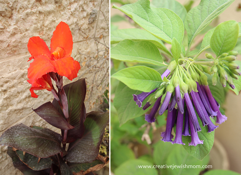 In Bloom In My Container Garden, Late June…….