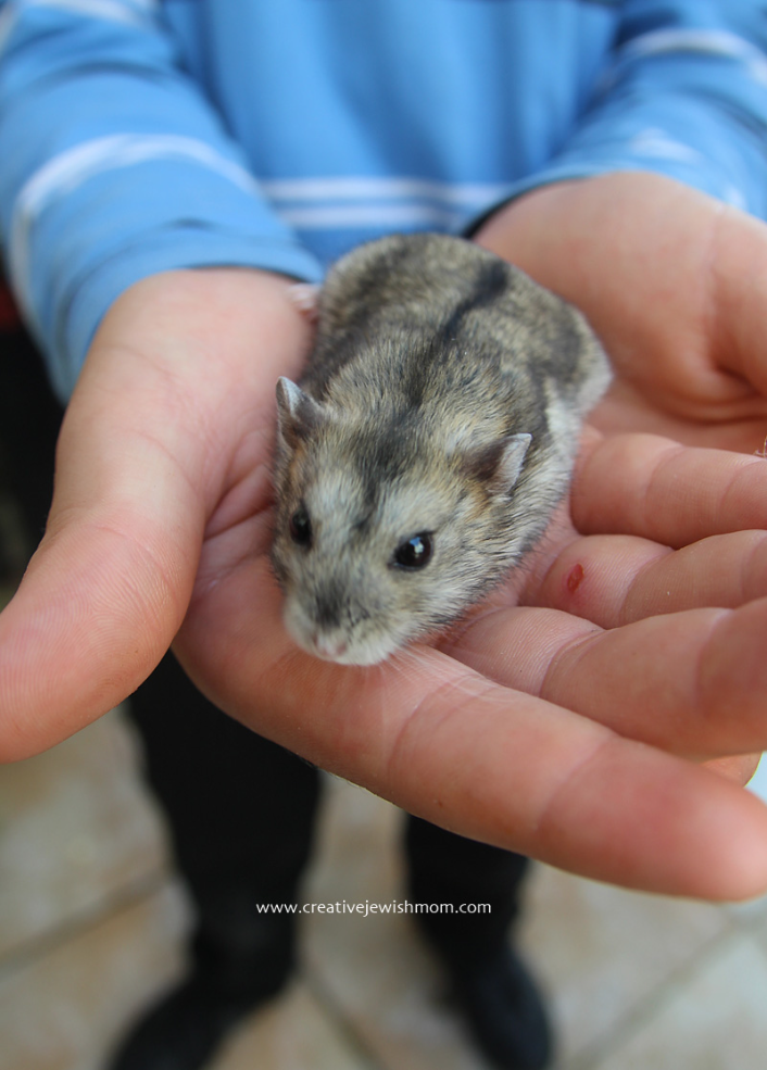 What To Do When Your Hamster Escapes? Dont Worry!