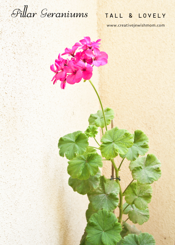 Pillar Geraniums Grown From Cuttings