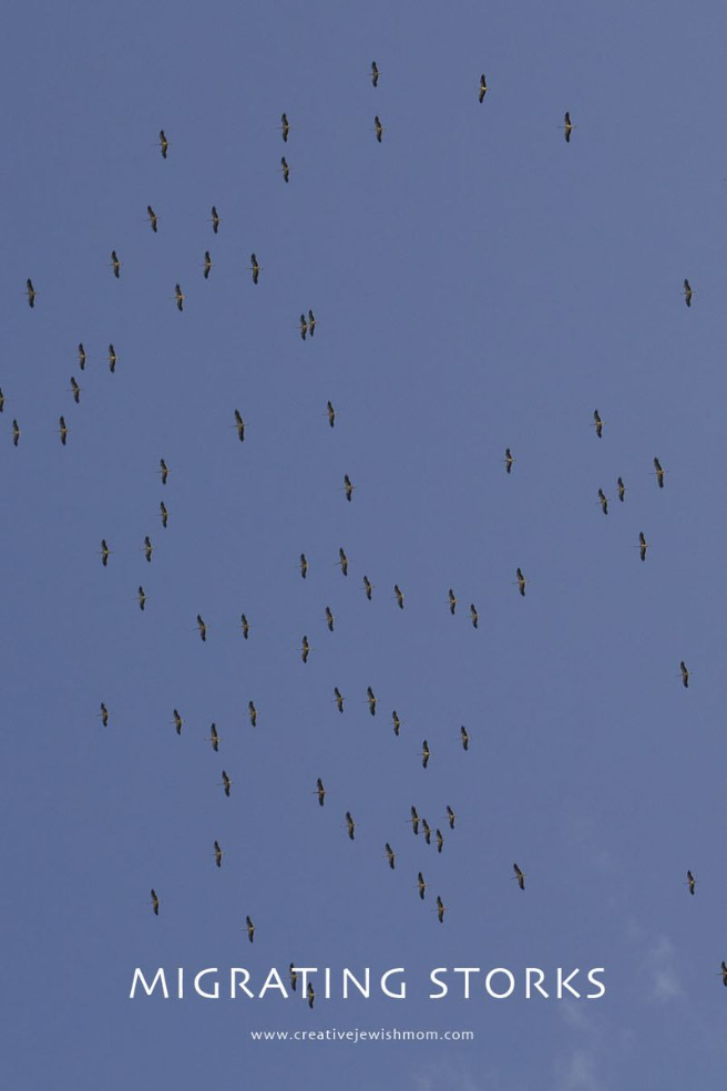 Migrating Storks (And A Few Egret) In Northern Israel