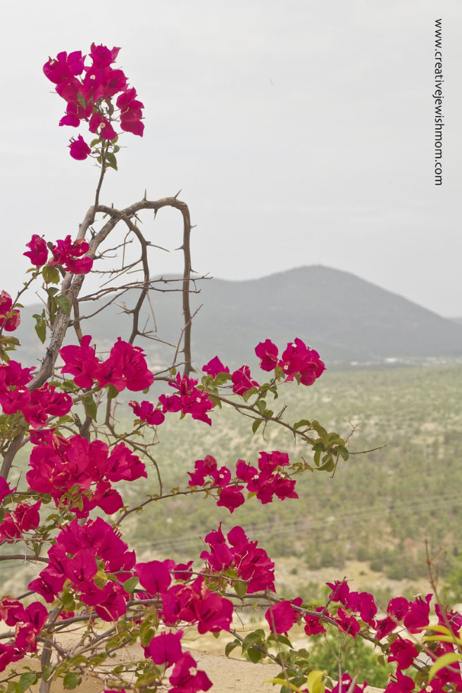 Container Gardening: Bougainvilleas With A View!